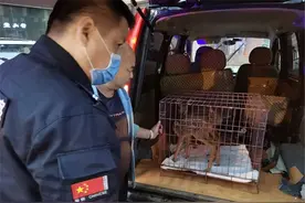 珲春警民联合救助2只小狍子幼崽图片