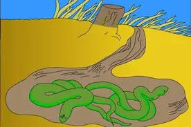 福州38天101条“蛇登门”，如此反常和全球变暖有关吗？图片