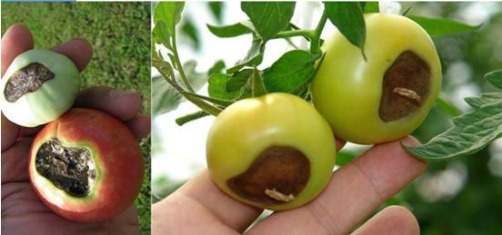 钙肥的作用及施用方法？你的作物缺钙了么？