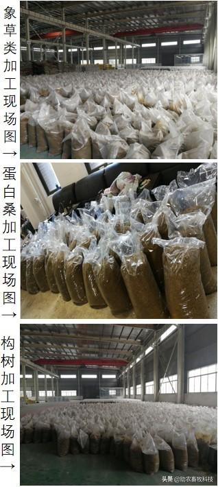 乳酸菌和酵母菌对发酵饲料的意义大，组合发酵效果更好