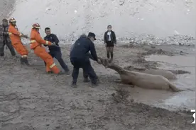 18匹马深陷泥潭变身“马俑”消防员巧施妙计3小时救出图片