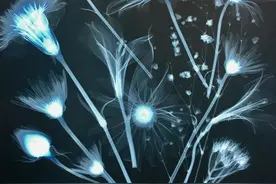神奇的X光下的影像，这些画面你绝对不曾见过图片