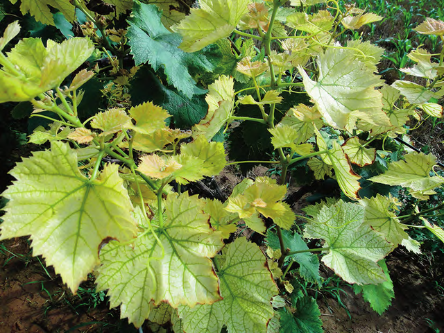 引起葡萄缺铁的成因是什么？