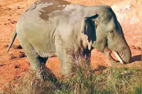 为什么不能给大象投喂食盐？看完大象硬核找盐的方式，瞬间就懂了图片