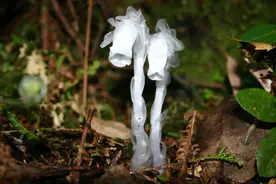 重庆发现10余株冥界之花水晶兰，通体晶莹雪白 到底有什么作用？图片