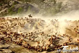 新疆转场大片上映 一幅颇为壮观的迁徙画卷图片