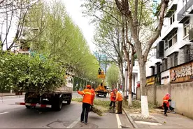 街头法桐理发防“头皮屑”，剪完头靓丽又潇洒图片