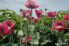 中国唯一合法种植罂粟基地：四周有高压电网，武警24小时严防死守图片