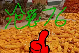 玉米“红加粉”混播混种配套品种：多缨红轴，沧玉76图片
