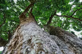 罕见！罗定现800多年荔枝树……图片