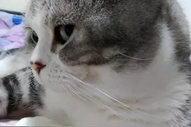 飞舞的猫毛，你知道是猫身上的什么毛吗？图片