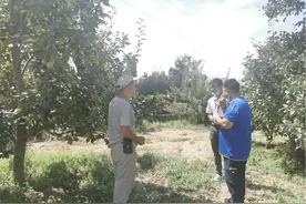 从新疆到内地，德邦快递“快递进村”助力库尔勒香梨的“出疆记”图片