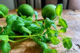 这叶子扔了太可惜，是夏天饮品的好食材，解渴消暑，现在正当季图片