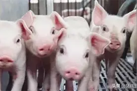 养猪人必备：选猪苗的“十二看”和“六不买”图片