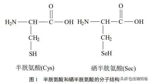 氨基酸是22种？21种？还是20种？