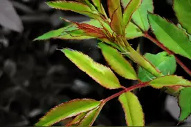 初春月季冒新芽了，施肥快跟上，少盲芽，开花多图片