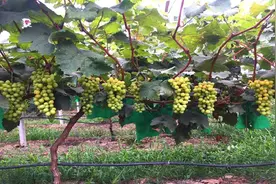 阳光玫瑰葡萄在淮南的引种表现及栽培技术图片