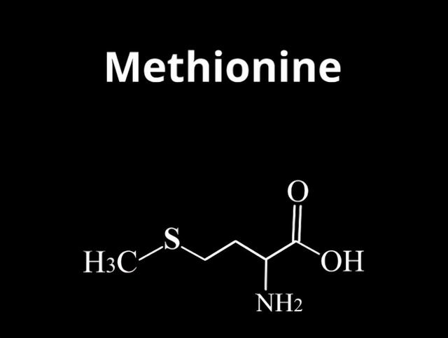 what？限制蛋氨酸与抑制肿瘤生长有关？