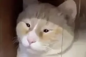 为什么有的人总是睁不开眼，不是眼睛小，也许和这种病有关图片