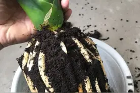 吊兰君子兰爱烂根，一个小药片扔土里，花根粗壮，10年不腐烂图片