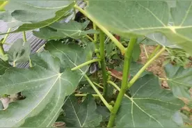 衡南江初颖：无花果和桑葚“捧”出来的女劳模图片