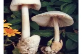 别乱尝鲜！野生蘑菇有毒没毒，你真的分不清图片