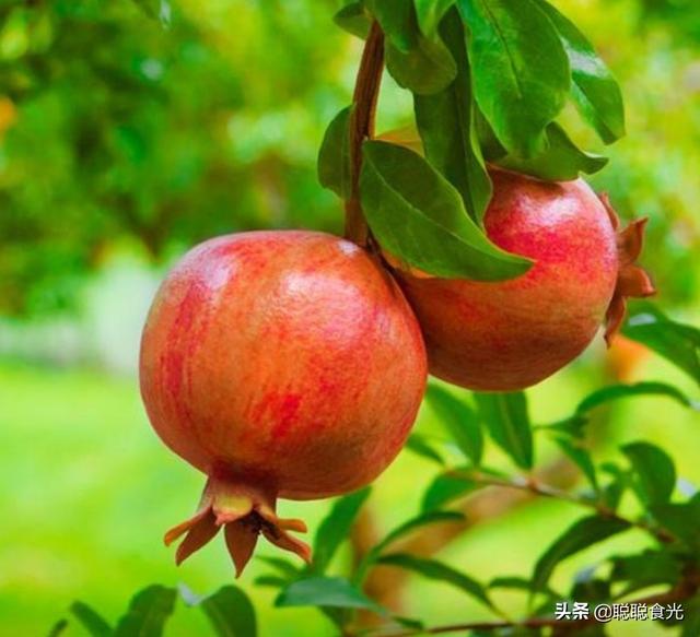 入秋后，这5种“时令水果”放开了吃，应季新鲜维C多，好吃不贵