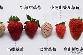 6款高档草莓试吃：5元一颗的“白富美”草莓，颜值和实力哪个更扛打？图片