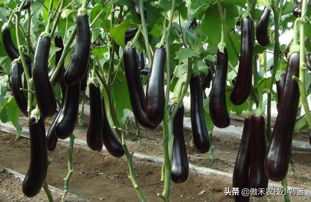 既是杀菌剂也是诱抗素，既有药效也有肥效——农用壳糖素不简单