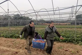 走，到番禺新造挖番薯去图片