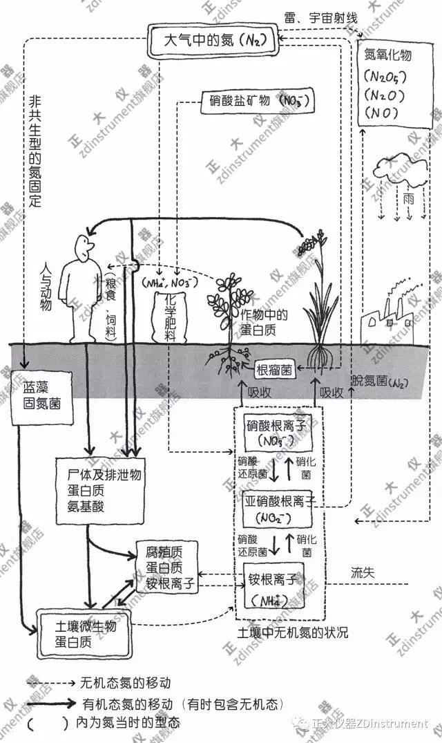 土壤中的氮循环