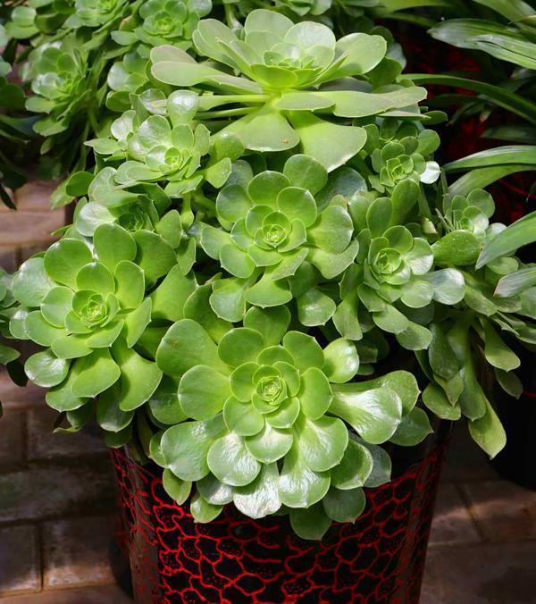 莲花掌属的多肉,好看又好养,入股不亏