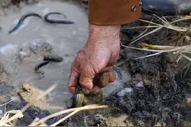 “水中人参”，以前野生很多，如今人工养殖泛滥，养殖户：不赚钱图片