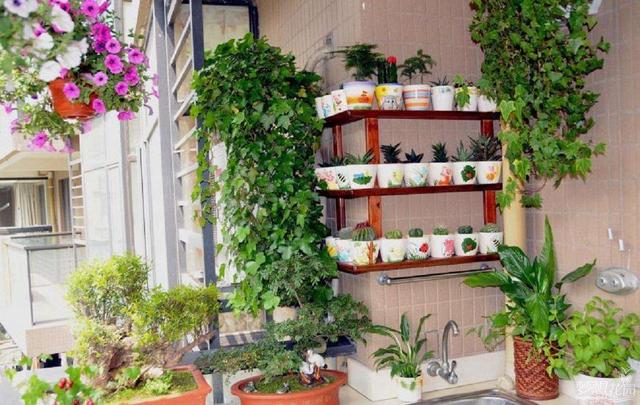 养花不知道怎么施肥？这三种废水别倒，浇花枝壮叶茂开花多！