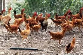 农村真正的土鸡应该卖多少钱一斤才合适？养鸡人说得有道理图片