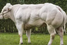 比利时肌肉牛：人类改造的"畸形"产物，这样的牛肉，敢吃吗？图片