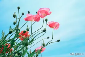 56岁女人：拒绝和老公同房，他却选择要和我离婚，我有错吗？图片