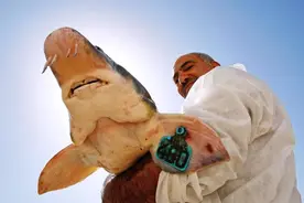 黑鱼子酱生产全过程，全程非常解压图片