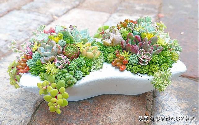 创意多肉植物店(多肉植物创意盆栽)-措必培