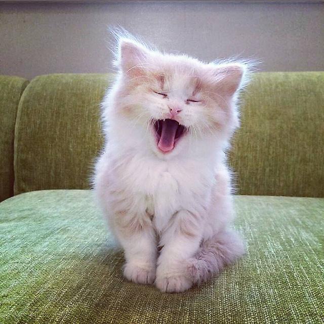 猫必须的11种氨基酸都是干啥的？牛磺酸其实是猫合成胆盐用的