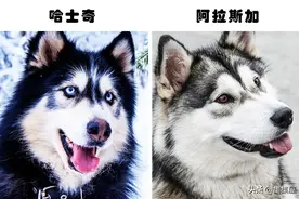 易被混淆的事物：因为太过于相似，经常被人们搞混的7对事物图片