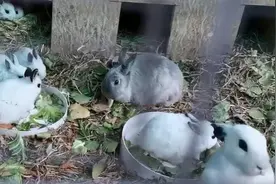 喂鸭喂兔撸猫咪，北师大校园里有个微型动物园图片