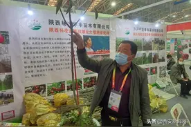 农高会苗木展示区现场火爆图片
