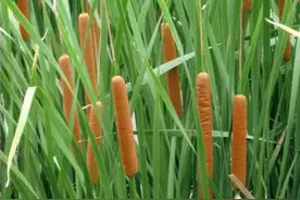 农村池塘边常见的“蒲棒”是怎样的植物，有啥用途？图片