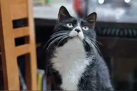 养三只猫是一种怎样的体验？过来人的养猫（劝退）指南图片