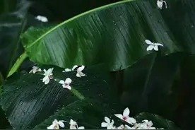 散文：雷电图片