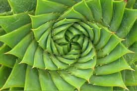 芦荟养护方法，这样养护，叶片肥厚植株健壮图片