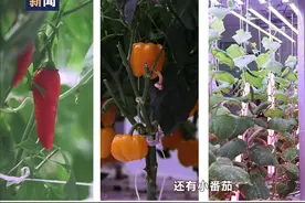 航天员出征前吃的青菜哪里来？走进东风航天城“蔬菜工厂”图片