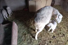 母羊冬季产羔的注意事项有哪些？做好保暖工作，是保证收入的基础图片