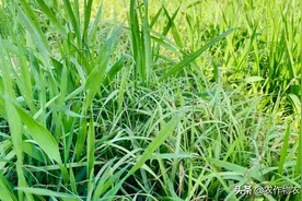 惊蛰后，小麦怎么管？看完文章能稳产！图片